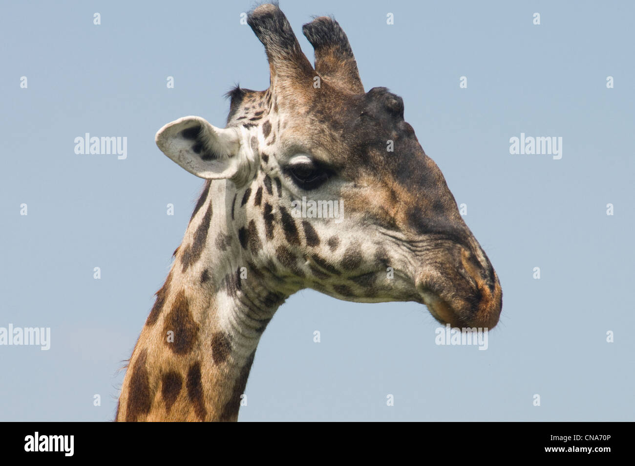 Masai Giraffe-Kopfschuss Stockfoto