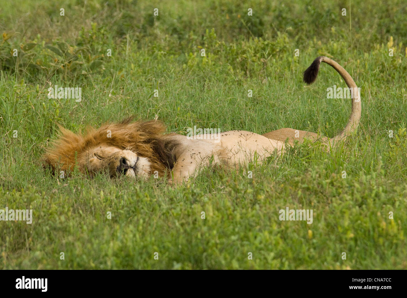 Löwe am Boden liegen Stockfoto