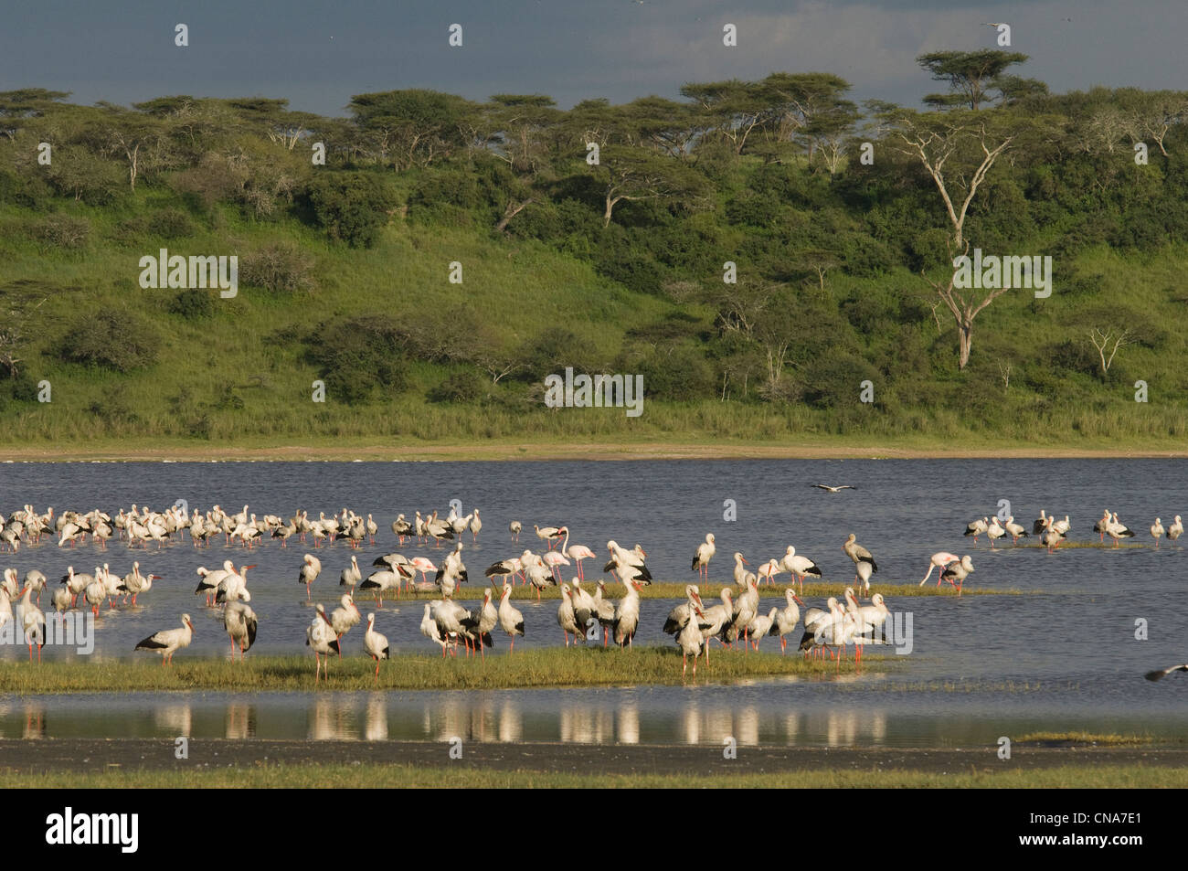 Europäischen Störche am Lake Ndutu Stockfoto