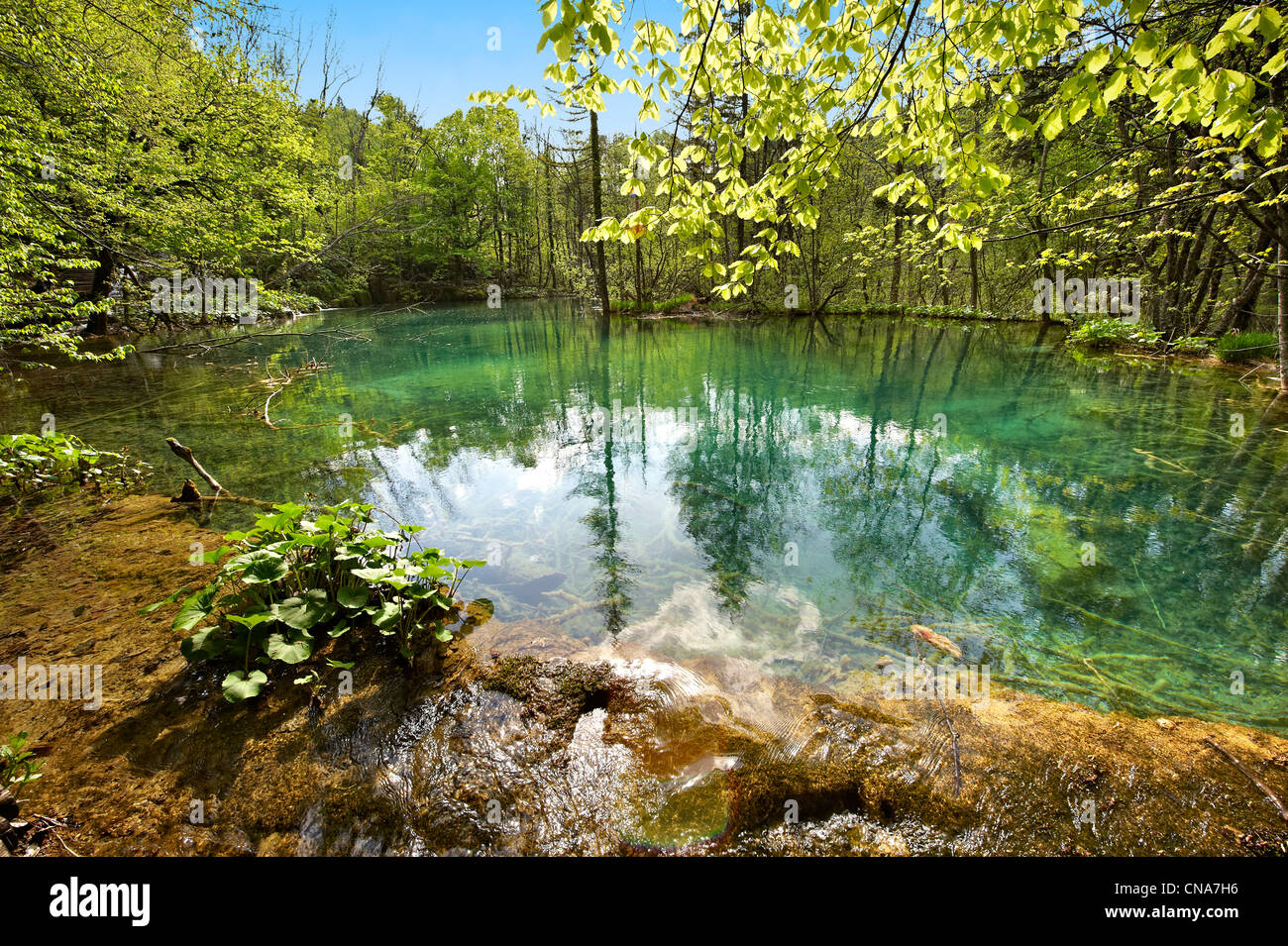 Einer der Plitvicer Seen Mineralwasser. (Plitvička) Plitvice Lakes National Park, Kroatien. Ein UNESCO-Weltkulturerbe Stockfoto