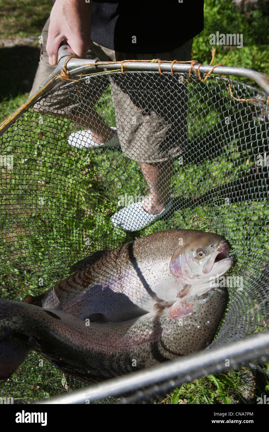 Frankreich, Haute Savoie, Thones, Forellen Fischen Torrent Stockfoto