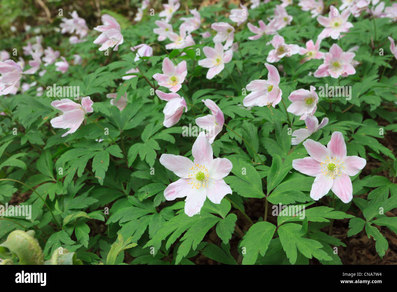 Nahaufnahme von Holz Anemones Anemone nemorosa einheimische Wildblumen mit rosa Blüten, die im Frühjahr oder Frühsommer blühen. Wales Großbritannien Stockfoto