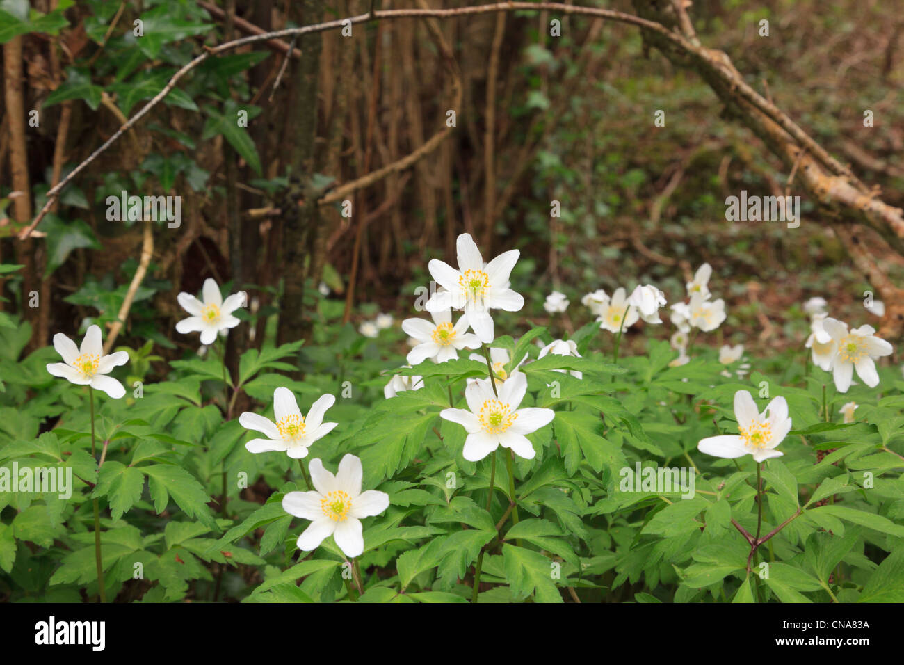 Nahaufnahme von Holz Anemones Anemone nemorosa wilde Blüten, die im Frühjahr in einem bewaldeten Wald blühen. Anglesey North Wales, Großbritannien. Stockfoto