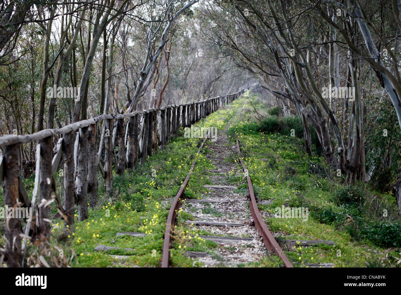 Die Gleise der stillgelegten Eisenbahnstrecke, die durch Bäume in einem Wald in der Nähe von Selinunte, Sizilien, Italien Stockfoto