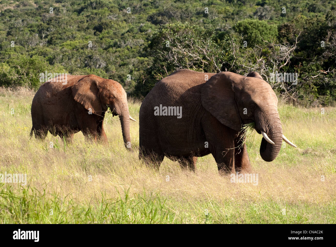 Stierkelefanten weiden, Addo Elephant Park, Garden Route, Südafrika Stockfoto