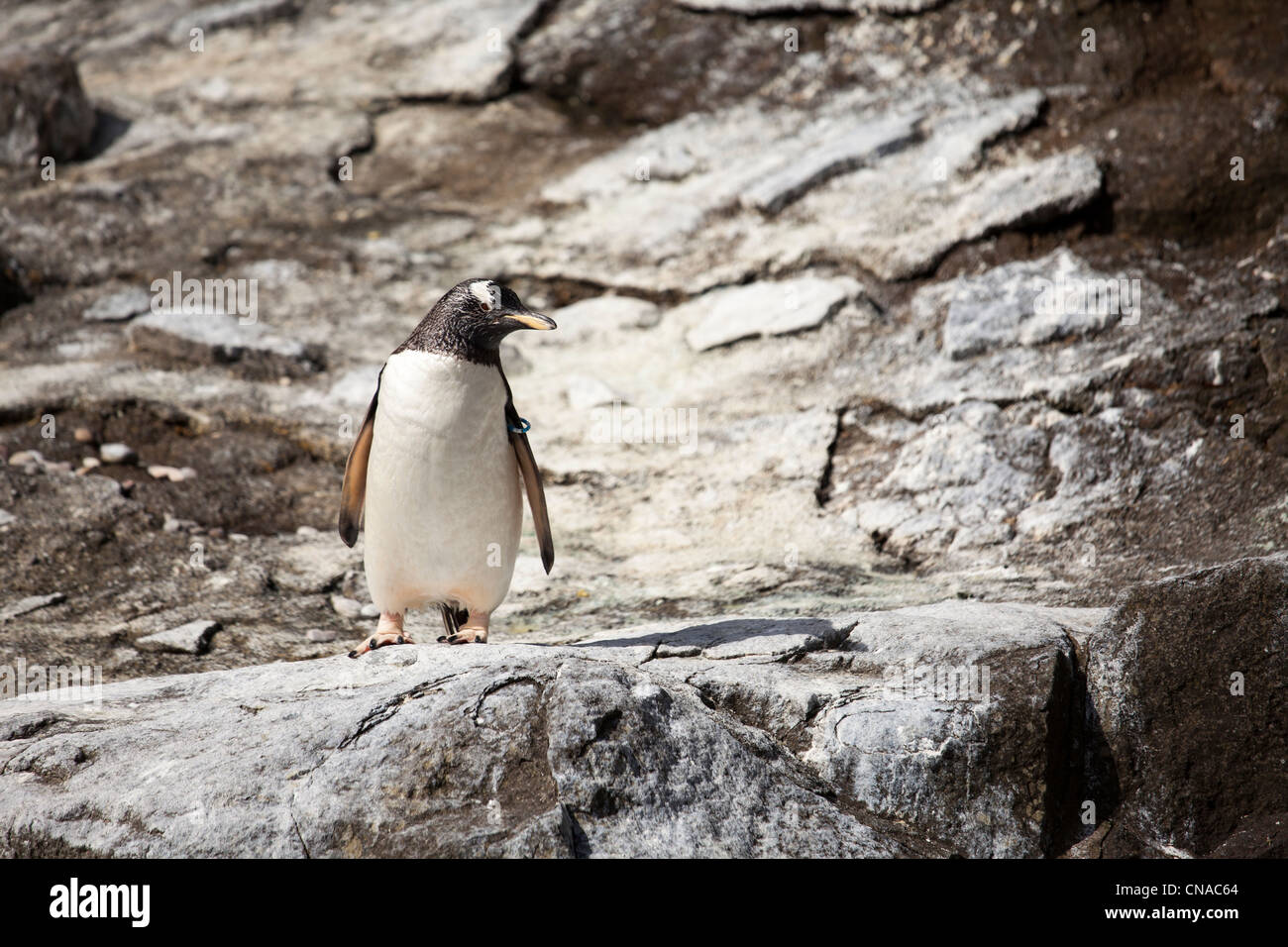 Gentoo Penguin auf Felsen. Stockfoto