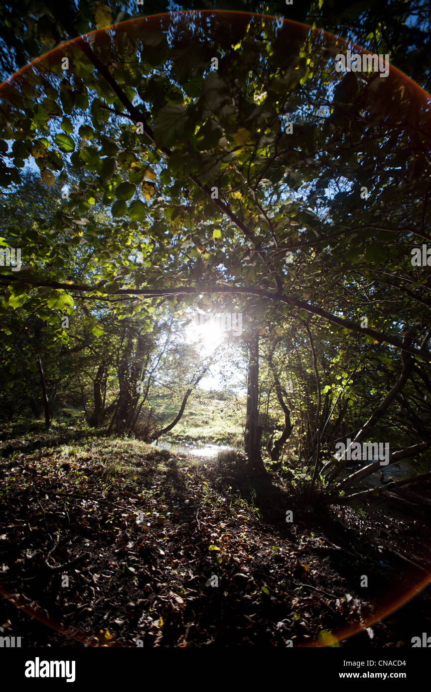 Sonne, aber Blätter in einem Wald im Frühherbst in der Nähe von Kingcombe, west Dorset Stockfoto