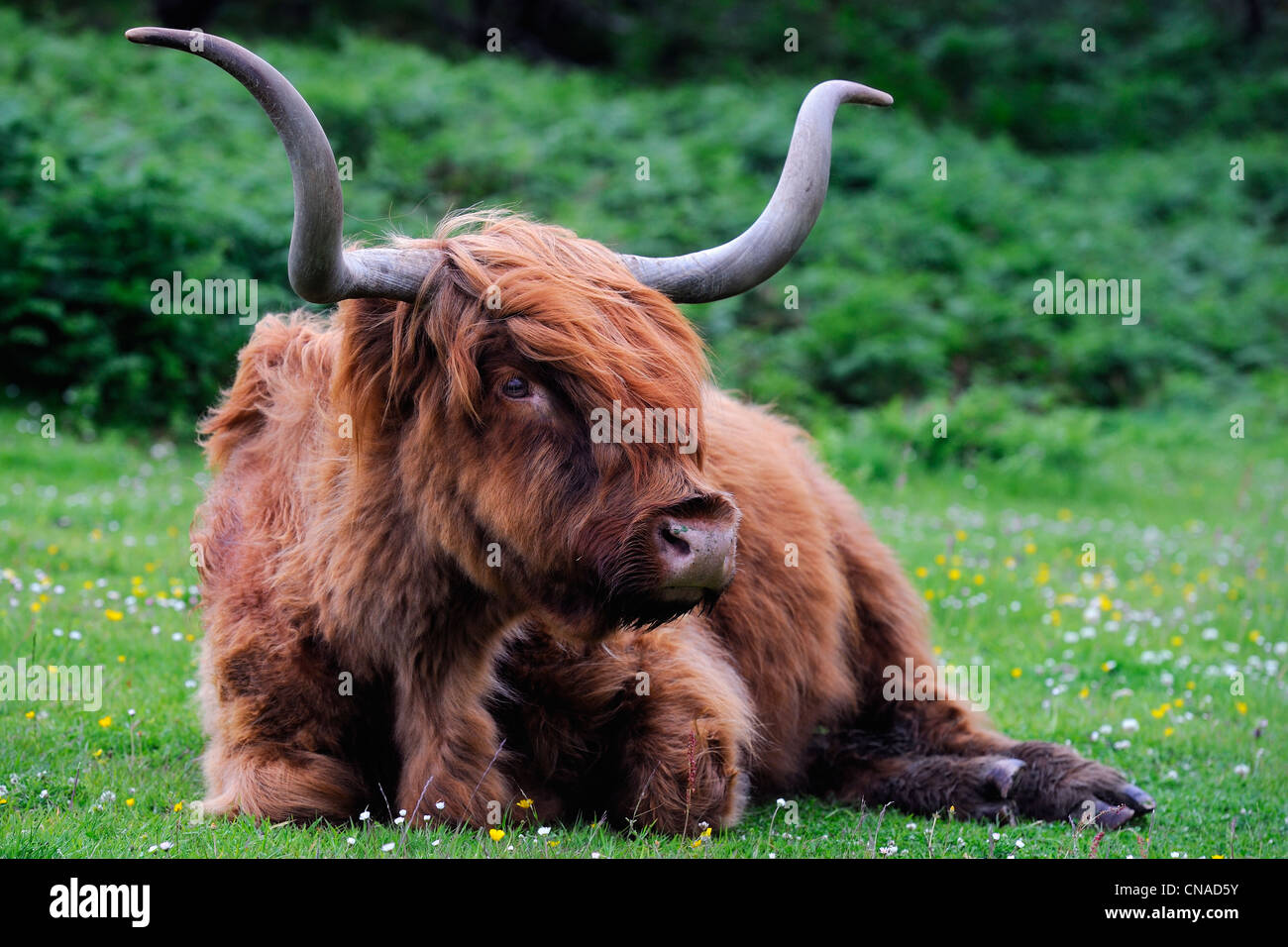 Großbritannien, Schottland, Highland, Inneren Hebriden, Isle of Mull, Hochlandrinder Stockfoto