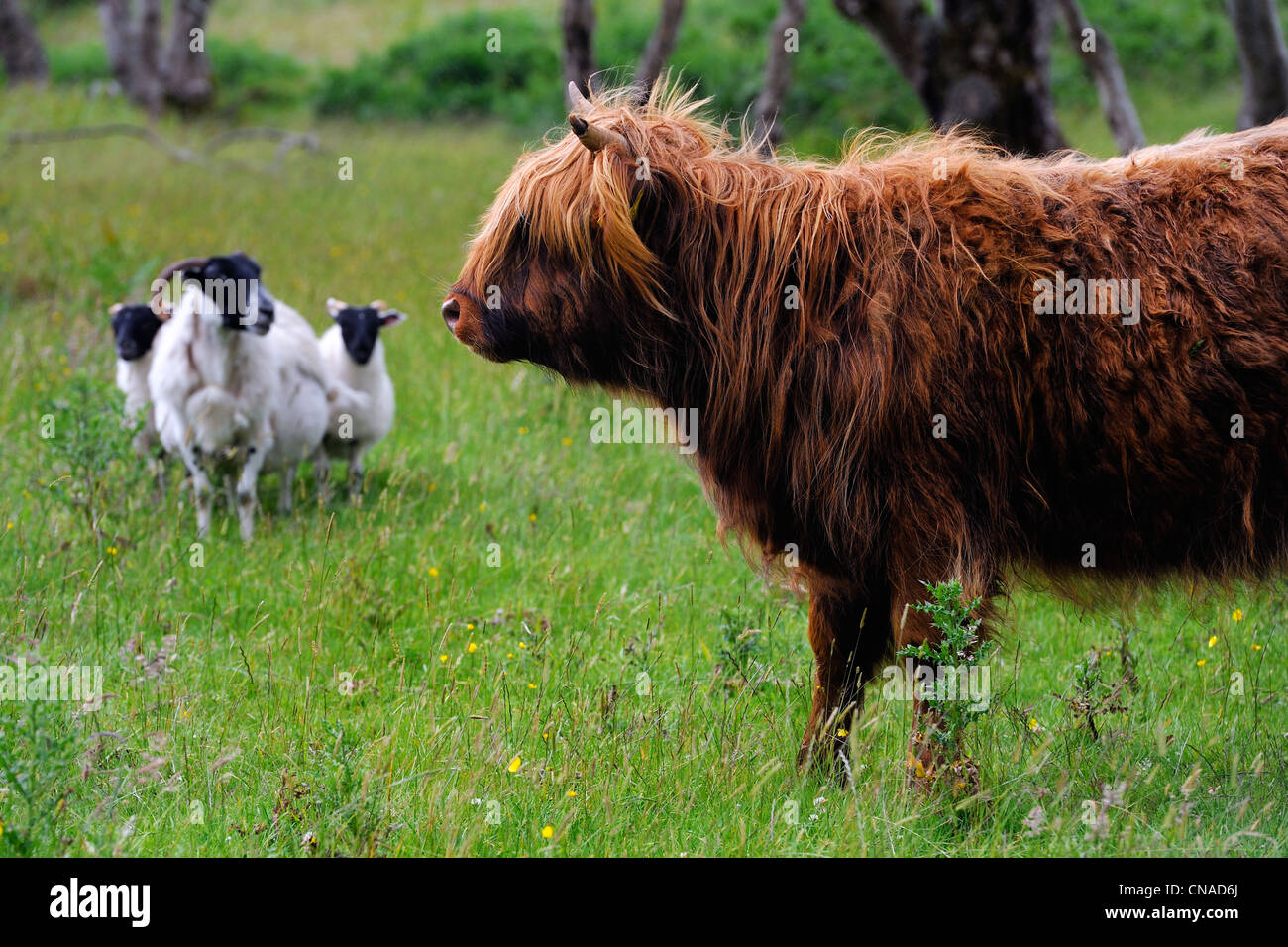 Großbritannien, Schottland, Highland, Inneren Hebriden, Isle of Mull, Hochlandrinder Stockfoto