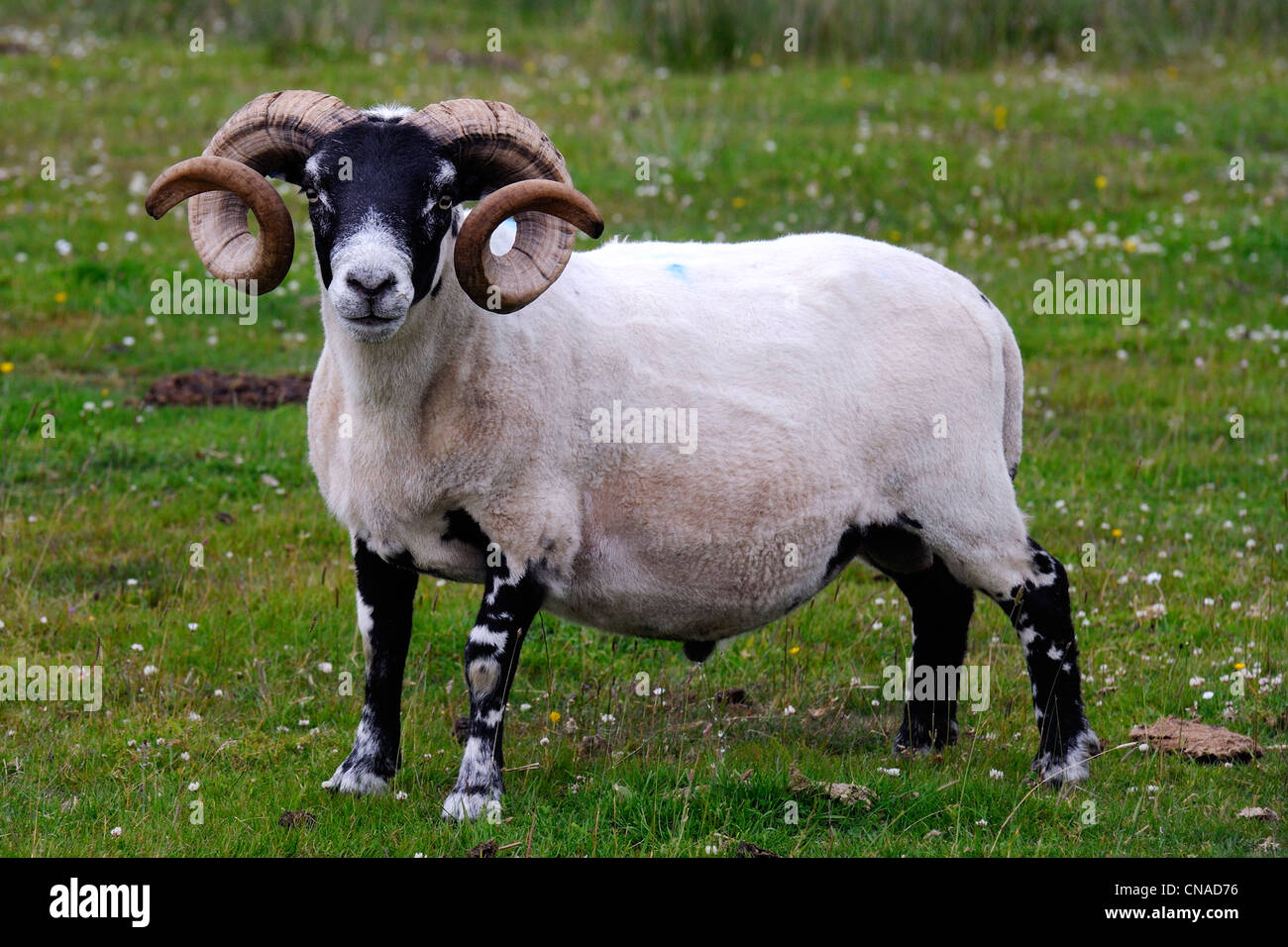 Großbritannien, Isle of Mull, Schottland, Highland, Inneren Hebriden ram Stockfoto