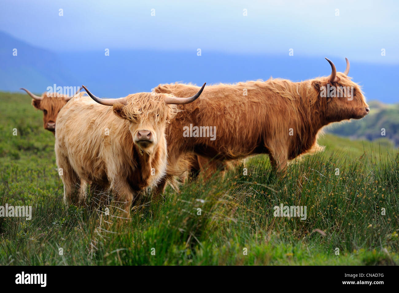 Großbritannien, Schottland, Highland, Inneren Hebriden, Isle of Mull, Hochlandrinder Stockfoto