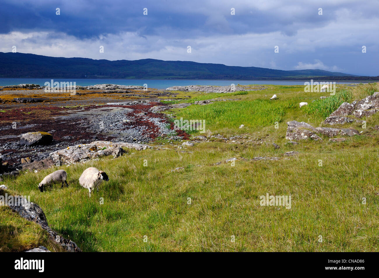 Großbritannien, Schottland, Highland, Inneren Hebriden, Isle of Mull, Schafe und Böcke am Ufer des Loch Na Keal Stockfoto