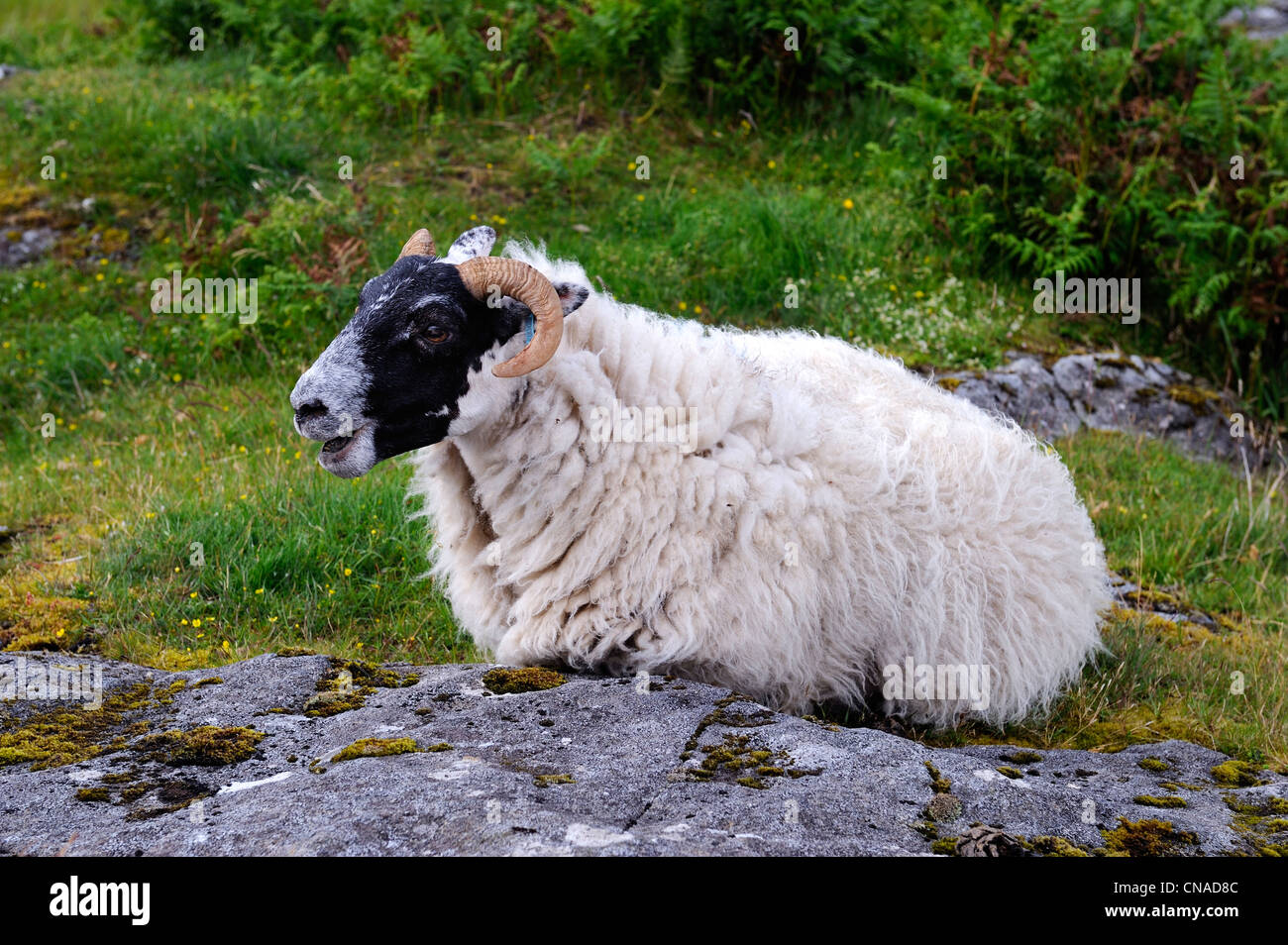 Großbritannien, Isle of Mull, Schottland, Highland, Inneren Hebriden ram Stockfoto