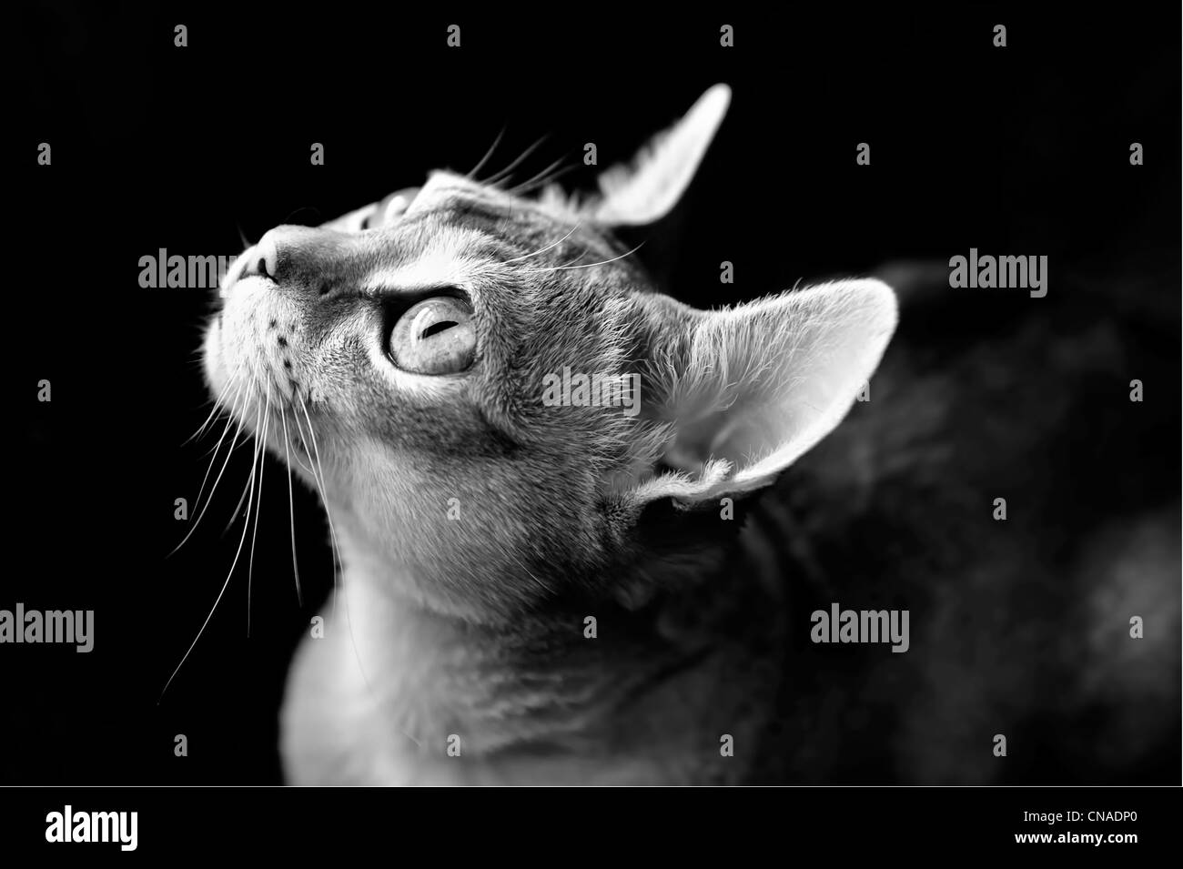 Singapura Katze Nahaufnahme mit großen leuchtenden Augen, nachschlagen, in krassem schwarz / weiß Stockfoto