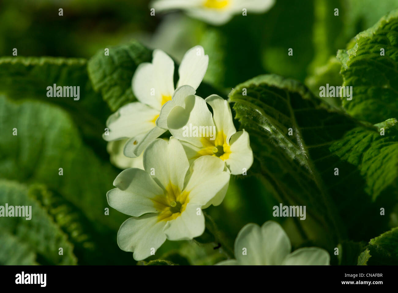 Weiche gelb Primula Stockfoto