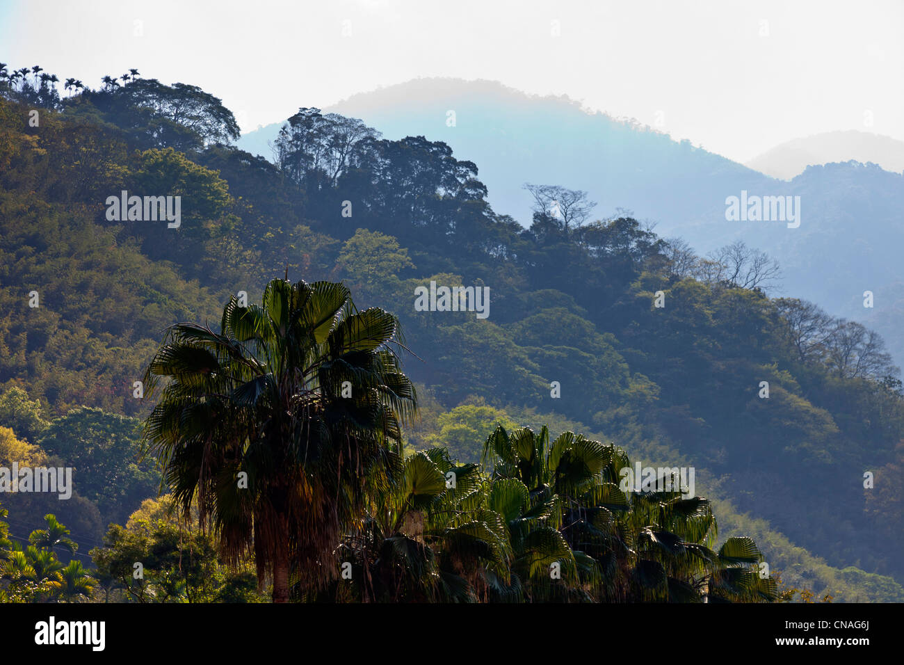 Hügel mit Bäumen und Palmen neben Route 21 in der Nähe von Shuili Taiwan. JMH5898 Stockfoto