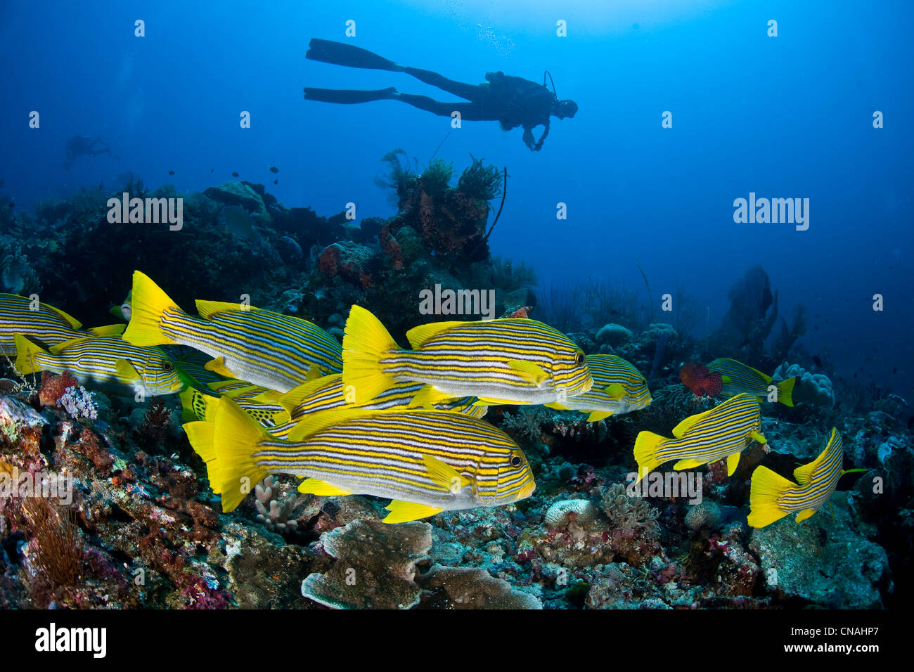 Eine Schule von Ribbon Süßlippen, Plectorhinchus Polytaenia liegen dicht beieinander im Laufe des Tages und wird nachts nach Beute Futter. Stockfoto