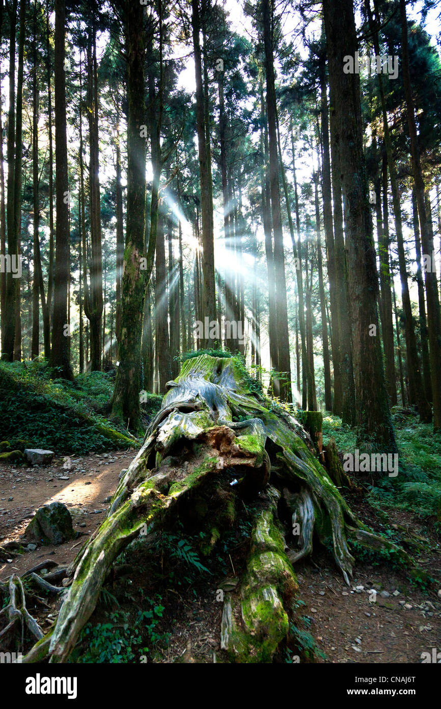 Sonnenlicht durch Waldbäume in Alishan Taiwan. JMH5919 Stockfoto