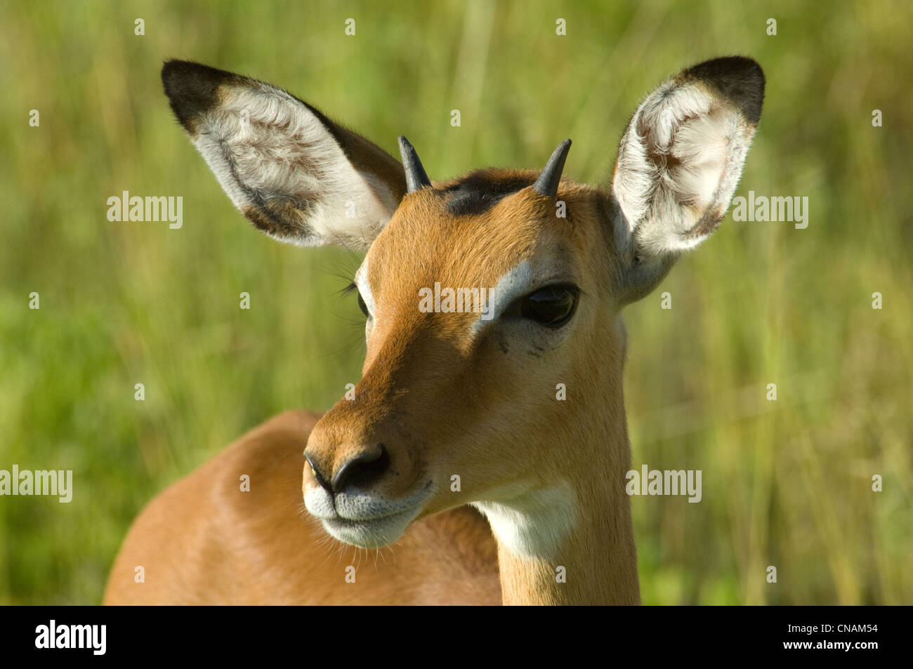 Junge männliche Impala-Kopf geschossen Stockfoto