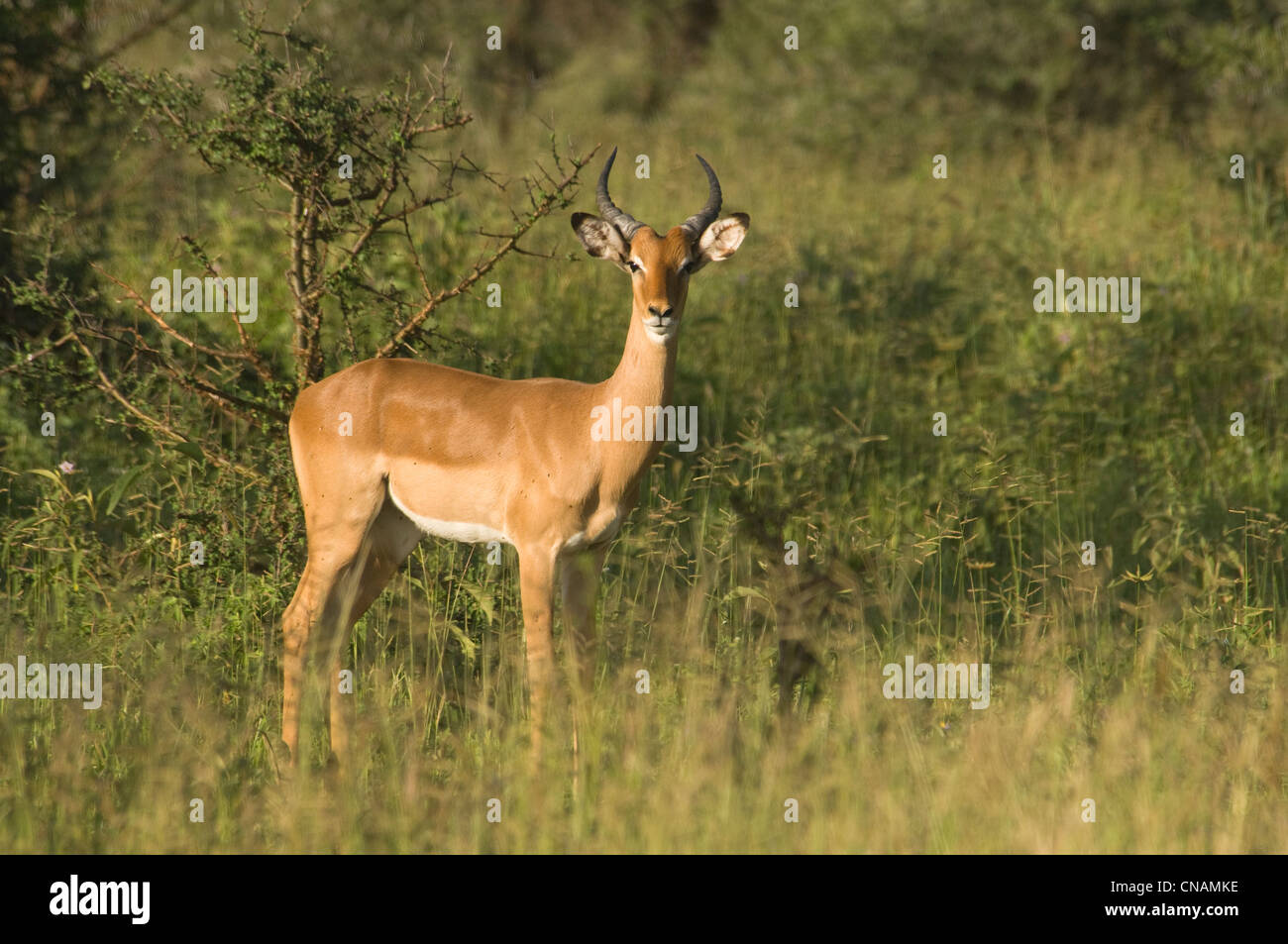 Bohor andere Stockfoto