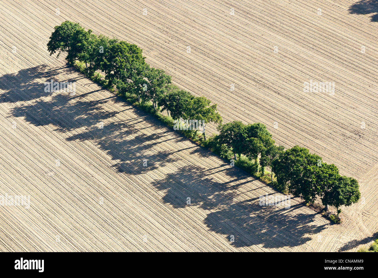 Frankreich, Loire-Atlantique, Guémené-Penfao, Baum, Hecke (Luftaufnahmen) Stockfoto