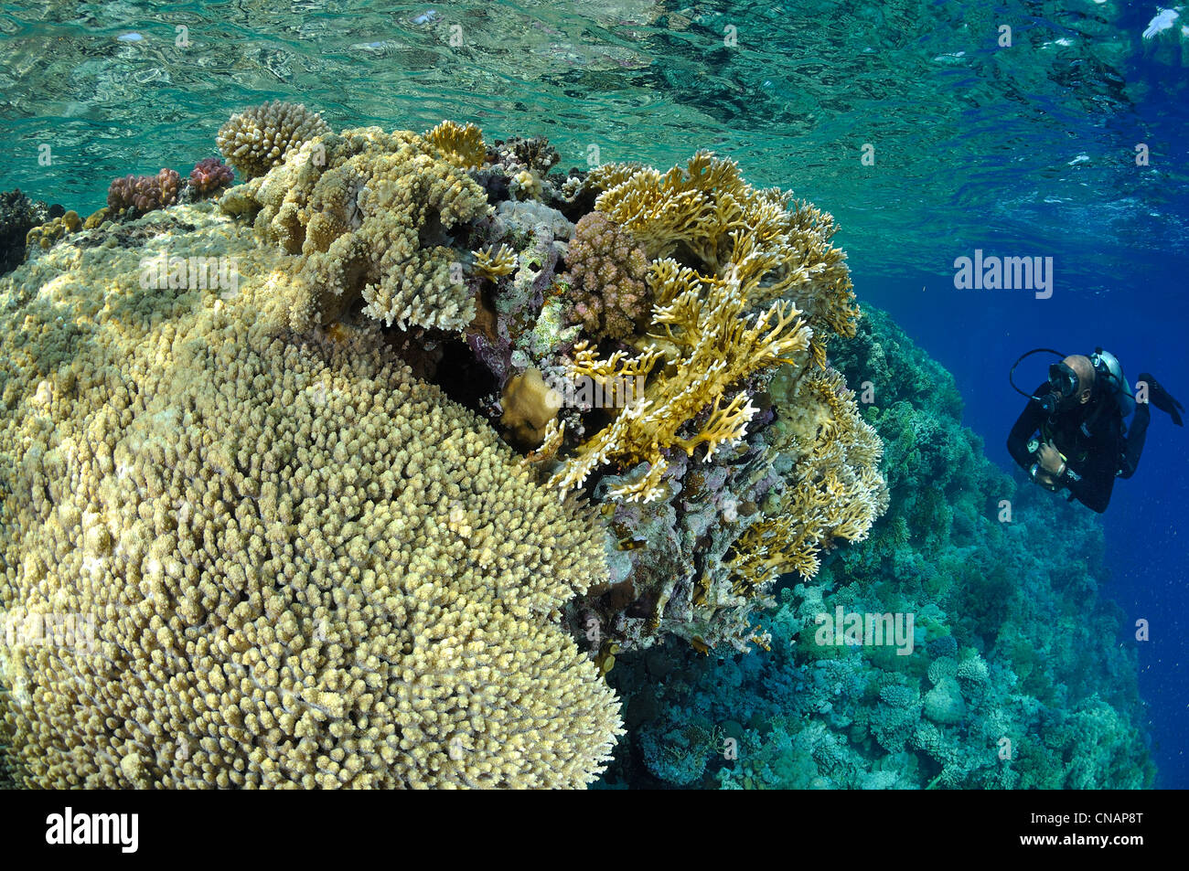 Ägypten, Rotes Meer, ein Korallenriff und Taucher Stockfoto