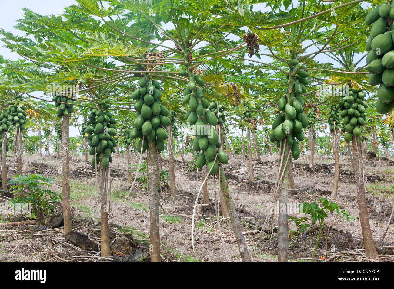 USA, Hawaii, Big Island, Papaya (Carica Papaya) Stockfoto