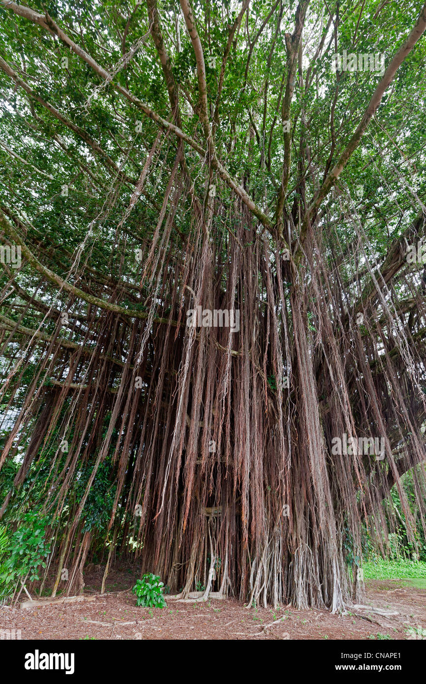 USA, Hawaii, Big Island, Hilo, Tropenwald, Banyan-Feigen oder Banyan-Baum von Indien (Ficus Feige) Stockfoto