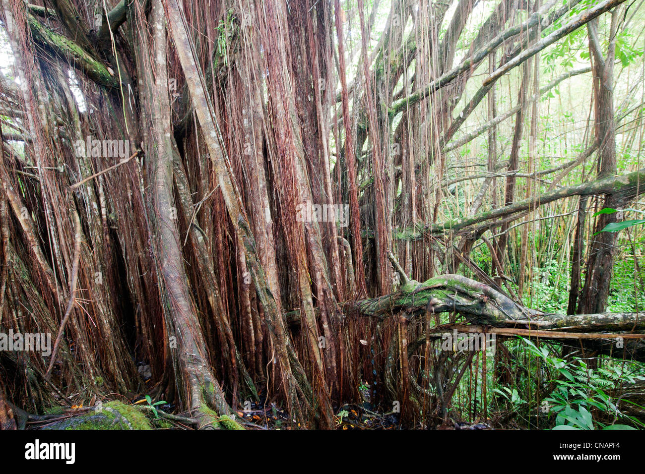 USA, Hawaii, Big Island, Hamakua Küste, Tropenwald, Banyan-Feigen oder Banyan-Baum von Indien (Ficus Feige) Stockfoto