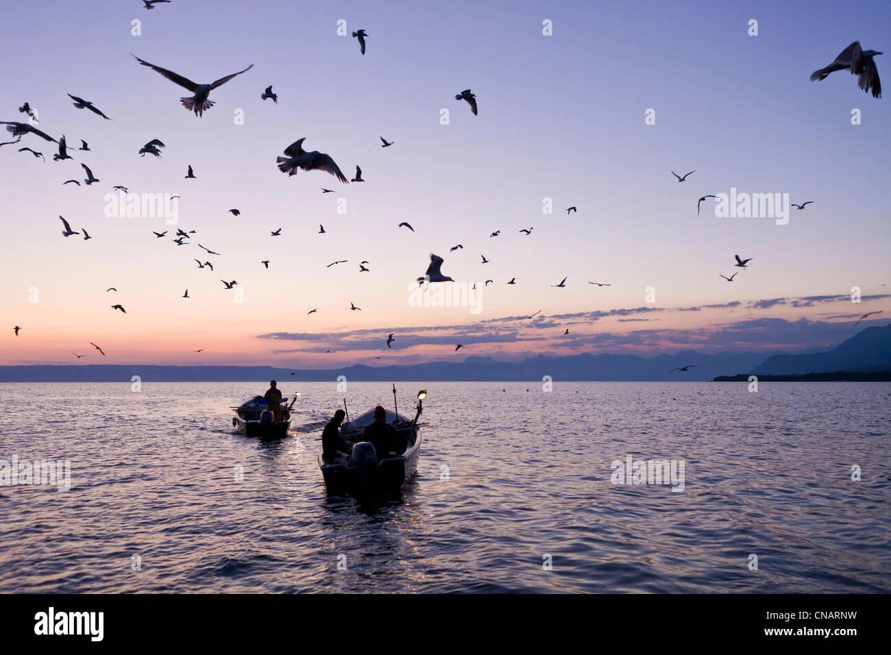 Frankreich, Haute Savoie, Le Chablais, Thonon-Les-Bains, der Fischerei am Genfer See durch Reinigung Feras zurück und die Möwen Stockfoto