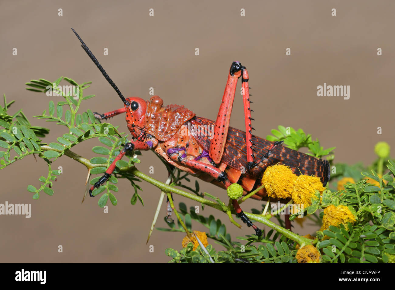 Rote Pyrgomorphid Heuschrecke auf Zweig mit Blüten, Südafrika Stockfoto