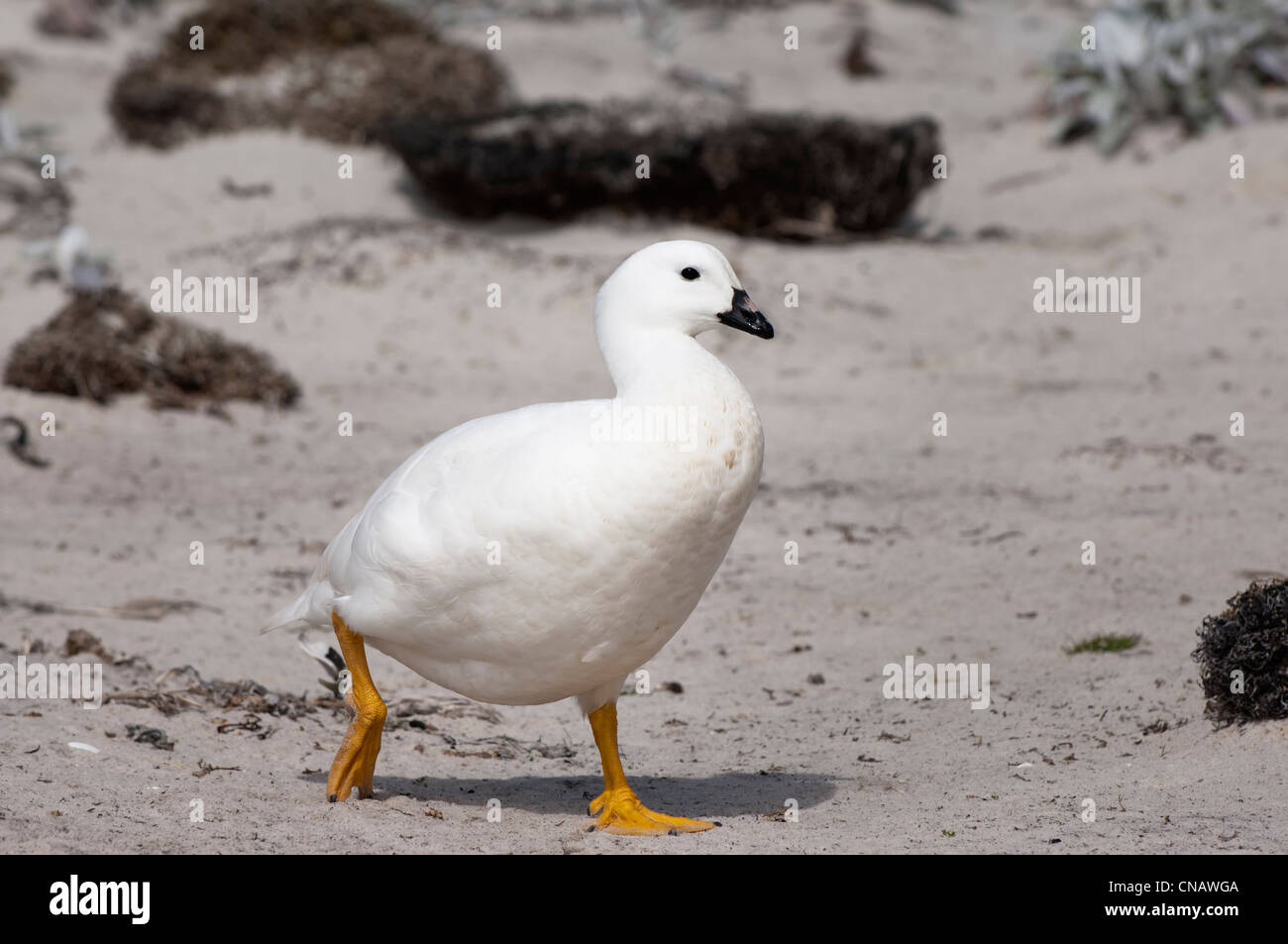 Männliche Kelp Gans (Chloephaga Hybrida), New Island, Falkland-Inseln Stockfoto