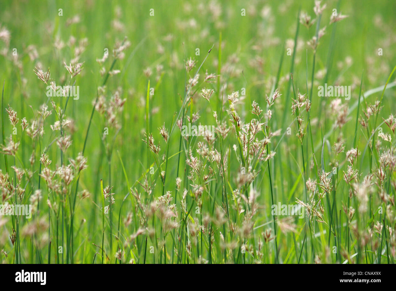 Rohrkolben Feld in der Natur Stockfoto