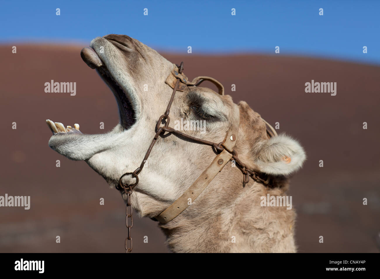 Nahaufnahme von Kamelen Gähnen Gesicht Stockfoto