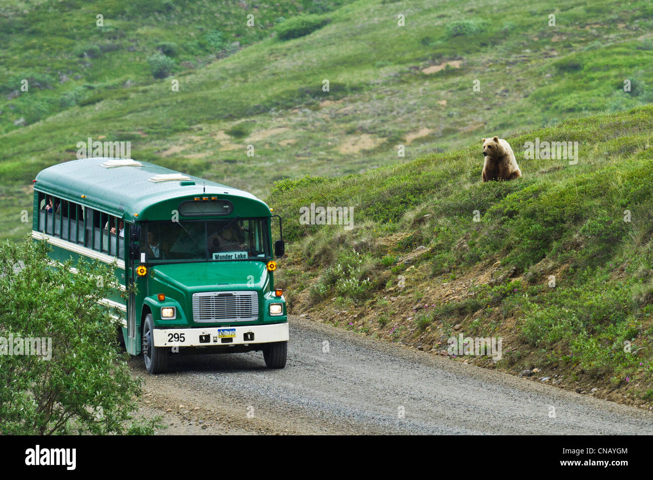 Grizzly Bear auf einem Hügel Uhren einen grüne Shuttle-Bus in der Nähe von Stony Hill, Denali-Nationalpark, Alaska Stockfoto