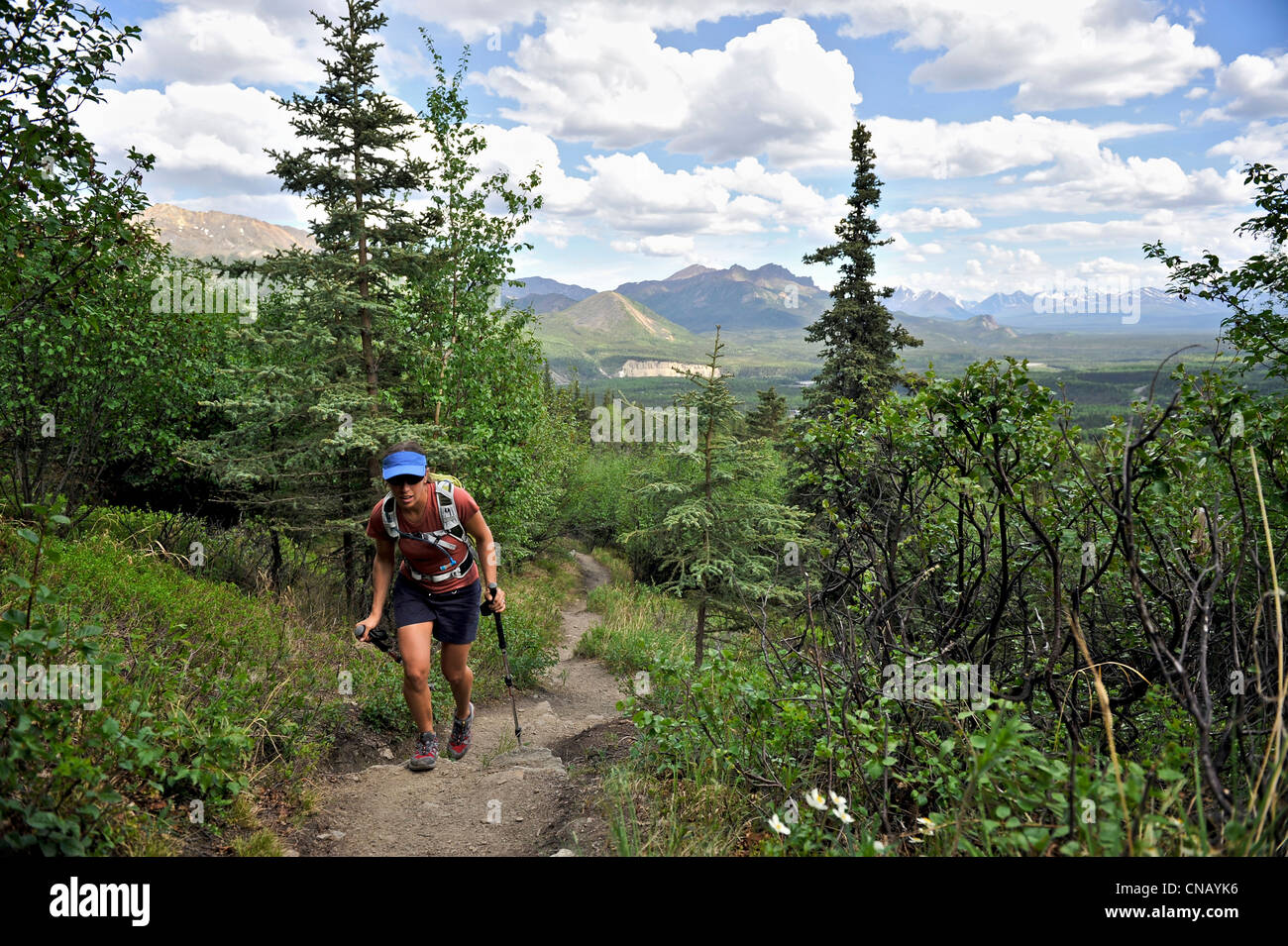 Weibliche Wanderer auf Mt. Healy Overlook Trail im Denali Nationalpark & Preserve, innen Alaska, Sommer Stockfoto