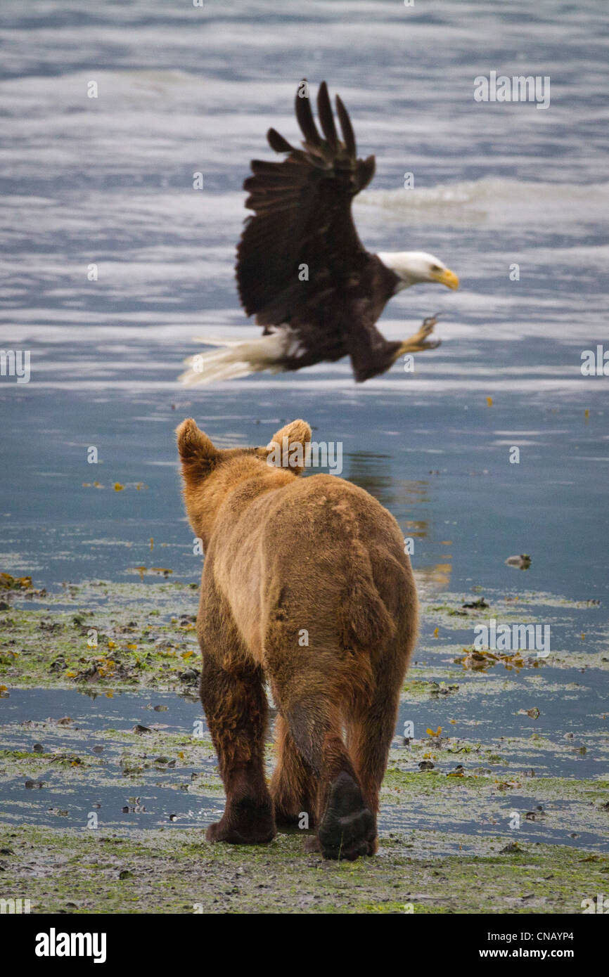 Ein Braunbär Spaziergänge entlang der Küste wie ein Weißkopfseeadler nach unten gleitet und einen Lachs, Valdez, Alaska Yunan, Sommer fängt Stockfoto