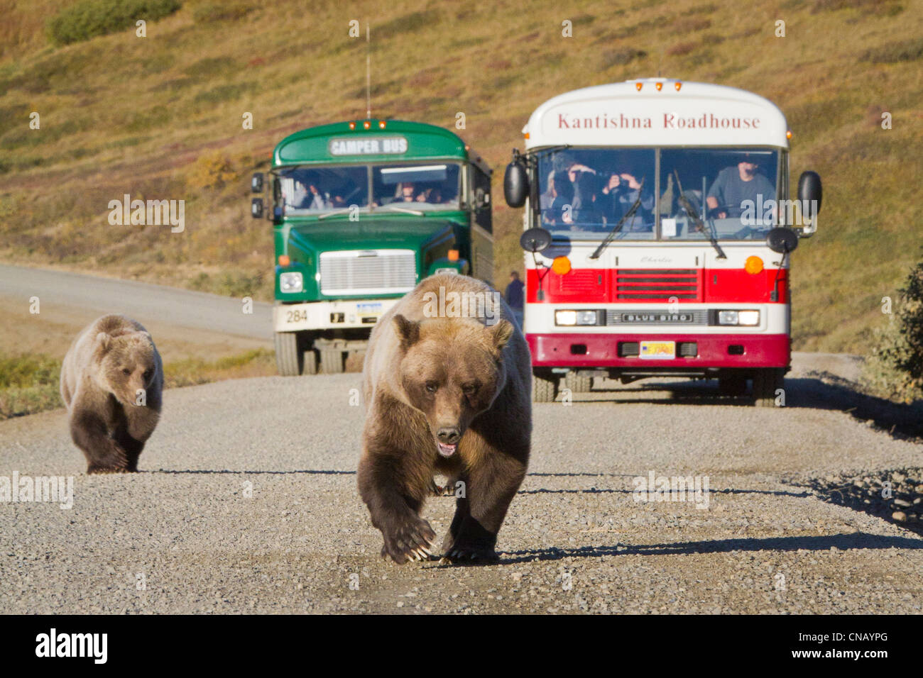 Ein Sau Grizzly mit jungen Fuß entlang der Parkstraße mit Shuttle-Busse, die nicht mehr in den Hintergrund, Denali-Nationalpark, Alaska Stockfoto