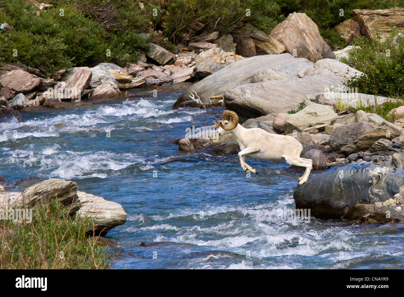 Sequenz eines vollen Curl Dallschafe RAM springen über Savage River, Denali National Park, innen Alaska, Sommer Stockfoto