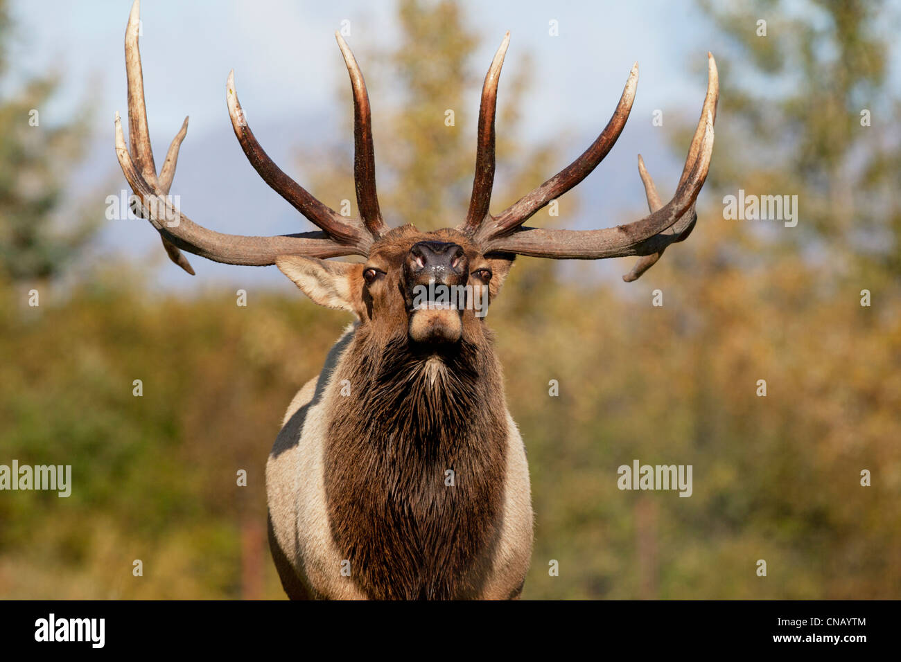 Gefangenschaft: Nahaufnahme von einem Rocky Mountain Stier Elch hallten in Herbst Brunft, Alaska Wildlife Conservation Center, Alaska Stockfoto