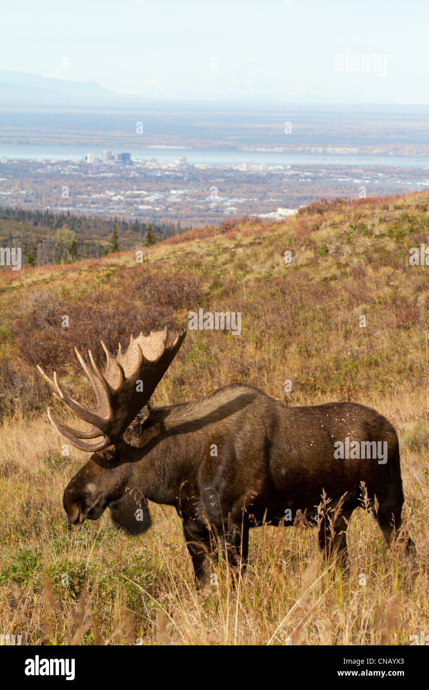 Bull Moose steht im Pinsel im Bereich Powerline Pass mit Blick auf Anchorage, Alaska Yunan, Herbst Stockfoto