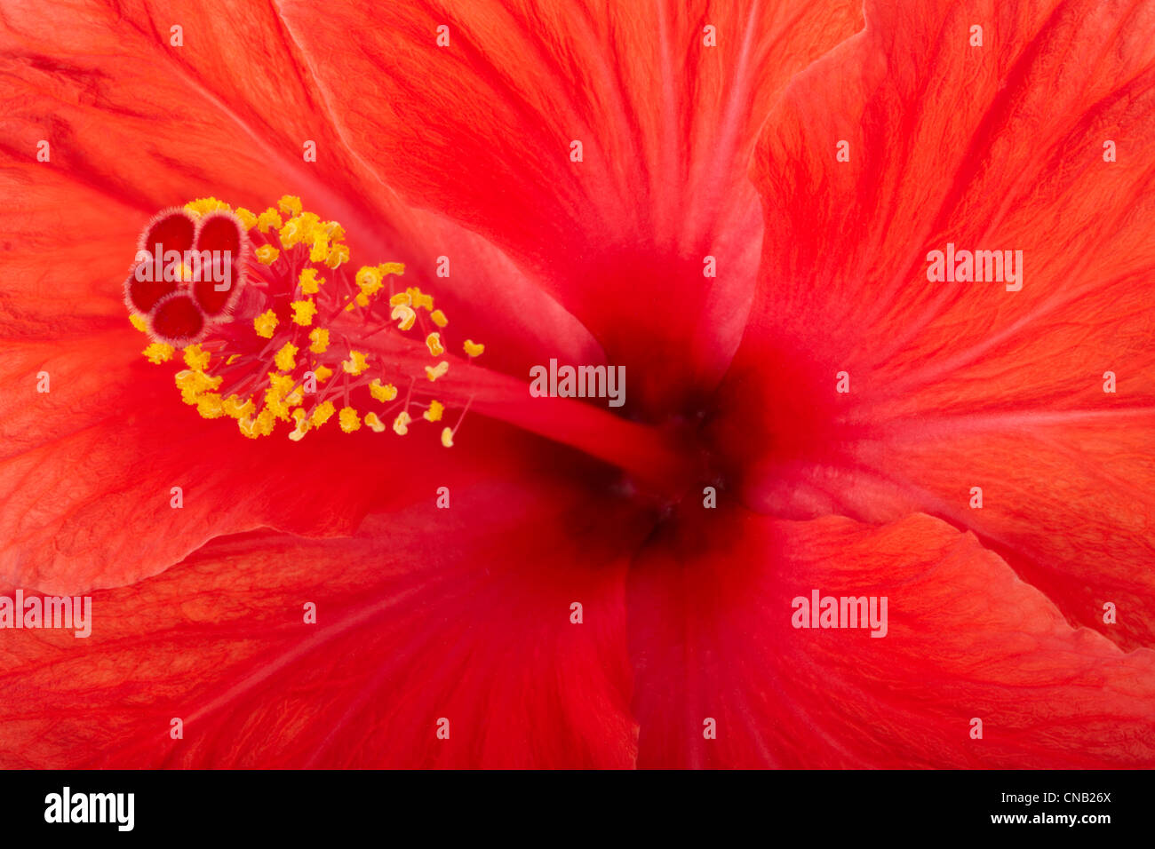 Roter Hibiskus Blume Textur Hintergrund Stockfoto