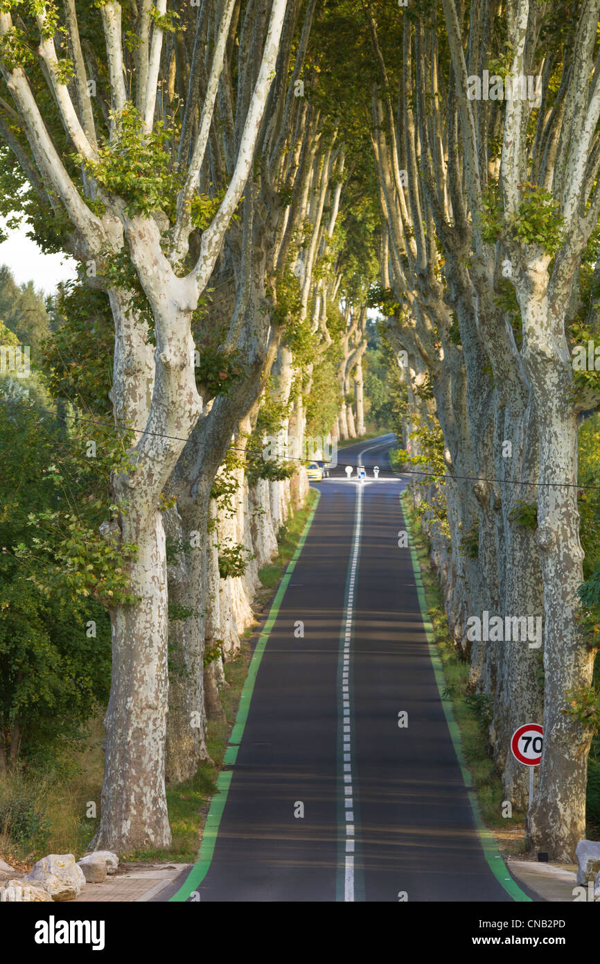 Frankreich, Herault, Beziers, Hauptstraße zwischen einer Reihe von Platanen Stockfoto