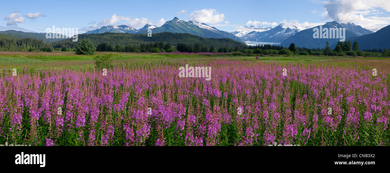Malerischen Panoramablick auf ein Feld von Weidenröschen mit Mendenhall-Gletscher und Türme im Hintergrund, südöstlichen Alaska, Sommer Stockfoto