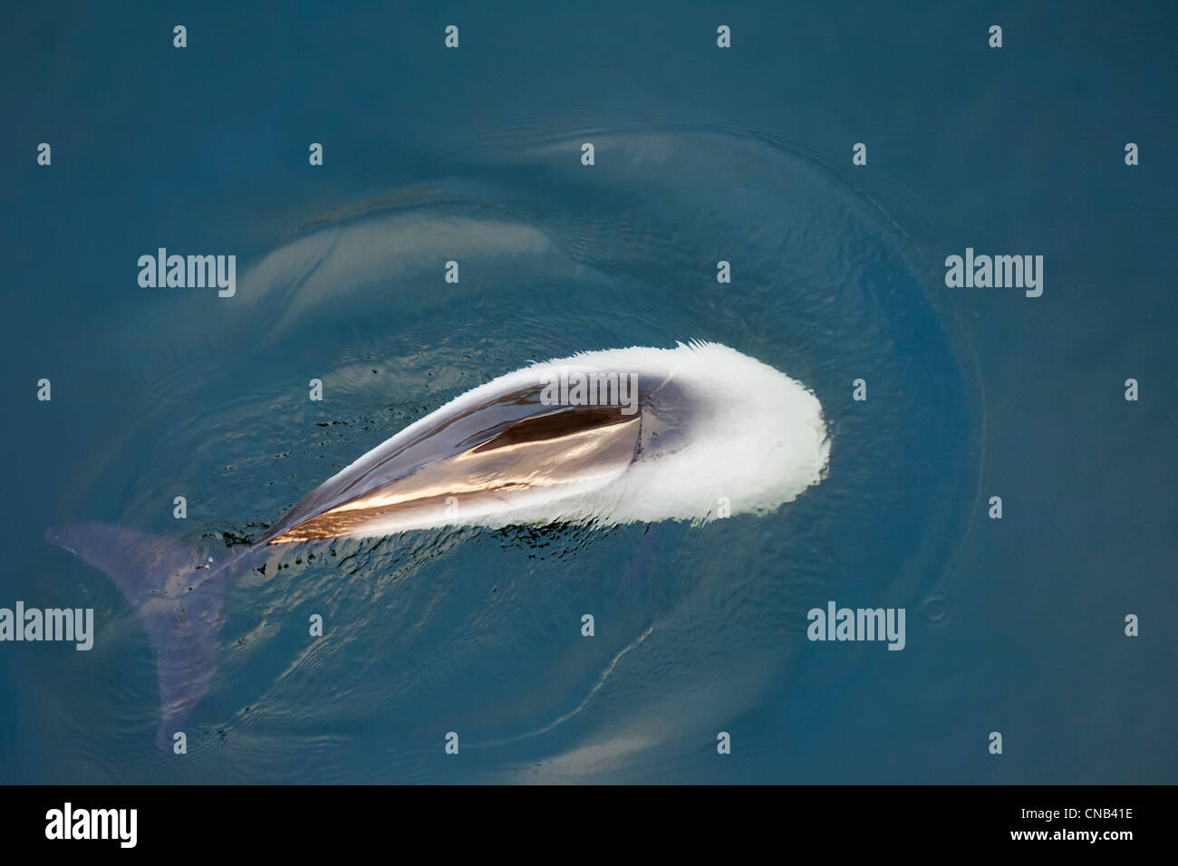Commerson Delfin (Cephalorhynchus Commersonii), Falklandinseln (Malvinas) Stockfoto