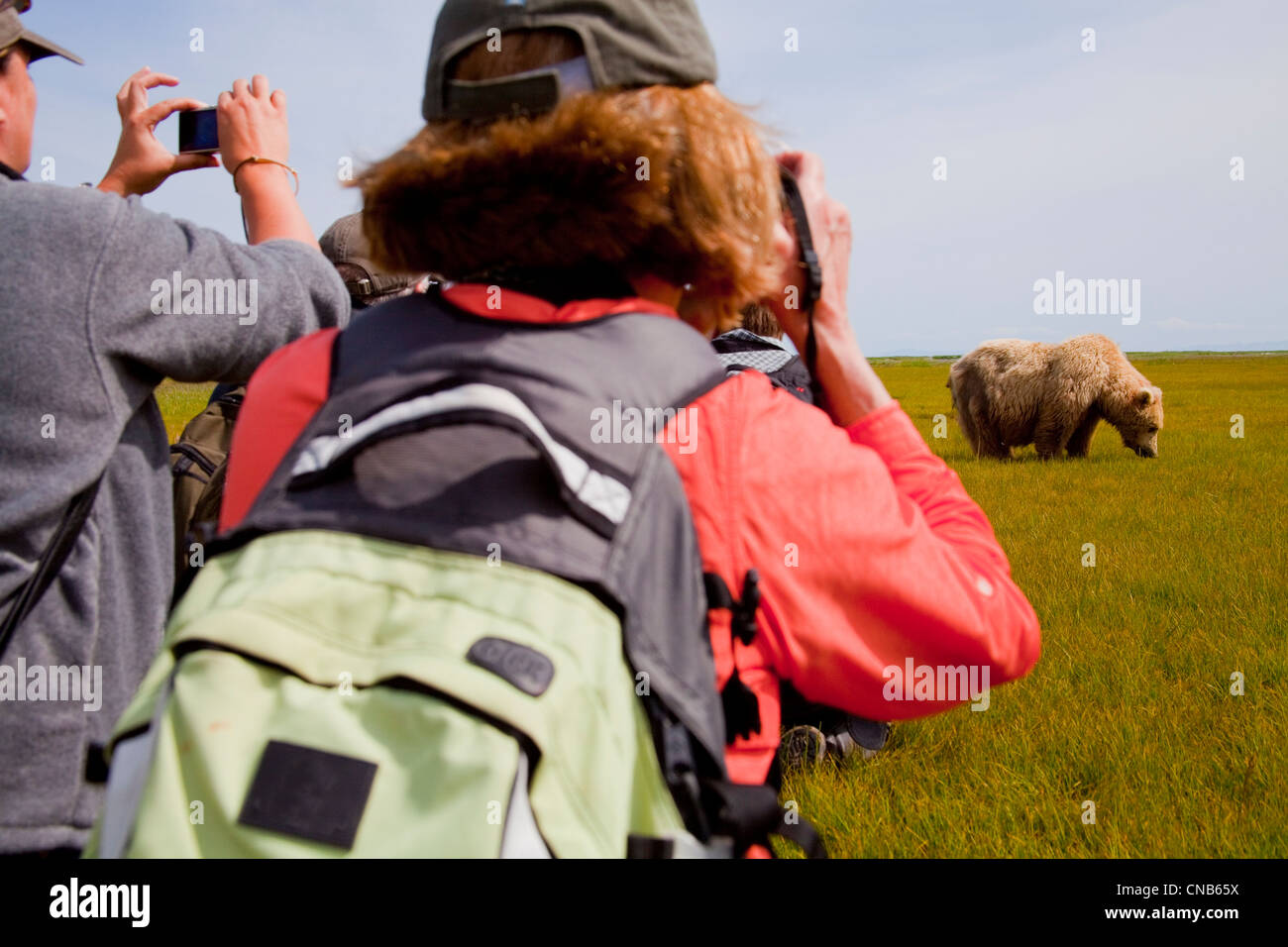 Besucher machen Sie Fotos von Braunbär Weiden auf Seggen und Gräser in Hallo Bay Wiese, Katmai Nationalpark & zu bewahren, Alaska Stockfoto