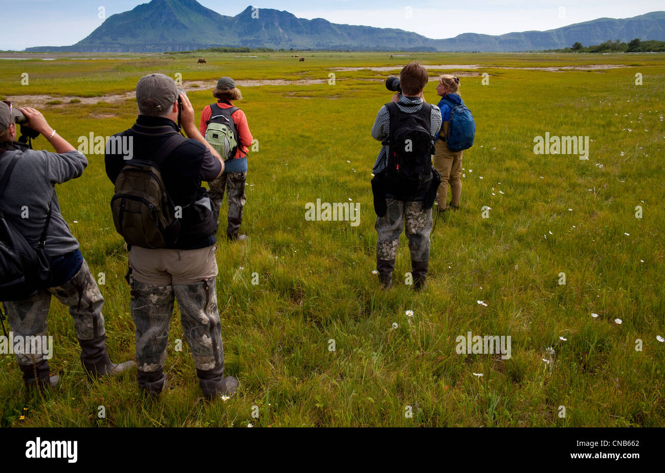 Besucher machen Sie Fotos von Braunbär Weiden auf Seggen und Gräser in Hallo Bay Wiese, Katmai Nationalpark & zu bewahren, Alaska Stockfoto