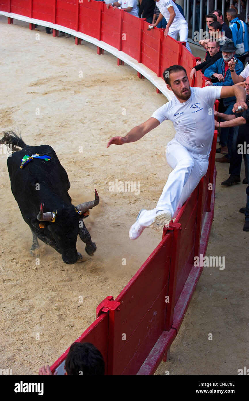 Frankreich, Herault, Lunel, Kurs Camargue in der Stierkampfarena, der Raseteur Bastien vier gefolgt von einem Stier genannt Pasteur Stockfoto