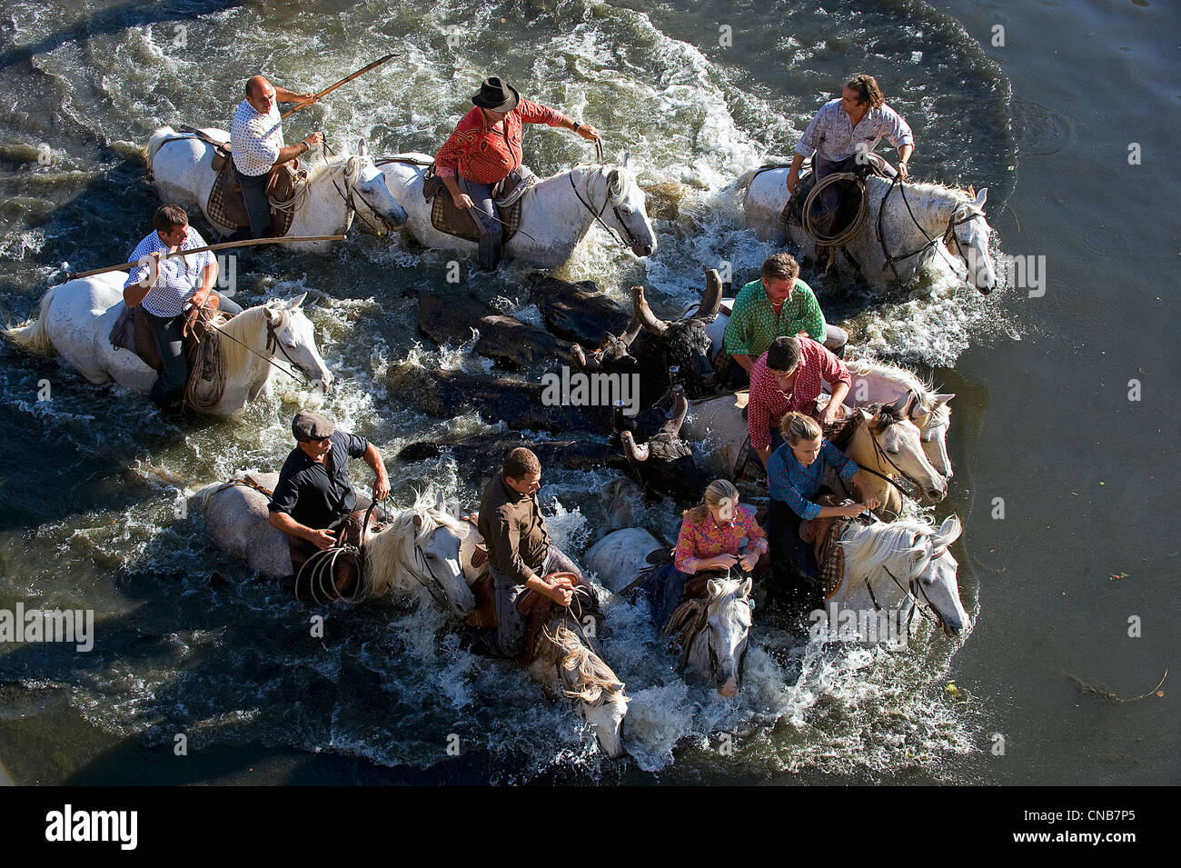 Frankreich, Gard, Sauve, einem Blick besteht für die Gardians, die lokale Cowboys, Escort Bullen oder Pferde über einen Fluss oder ein Bach, Stockfoto