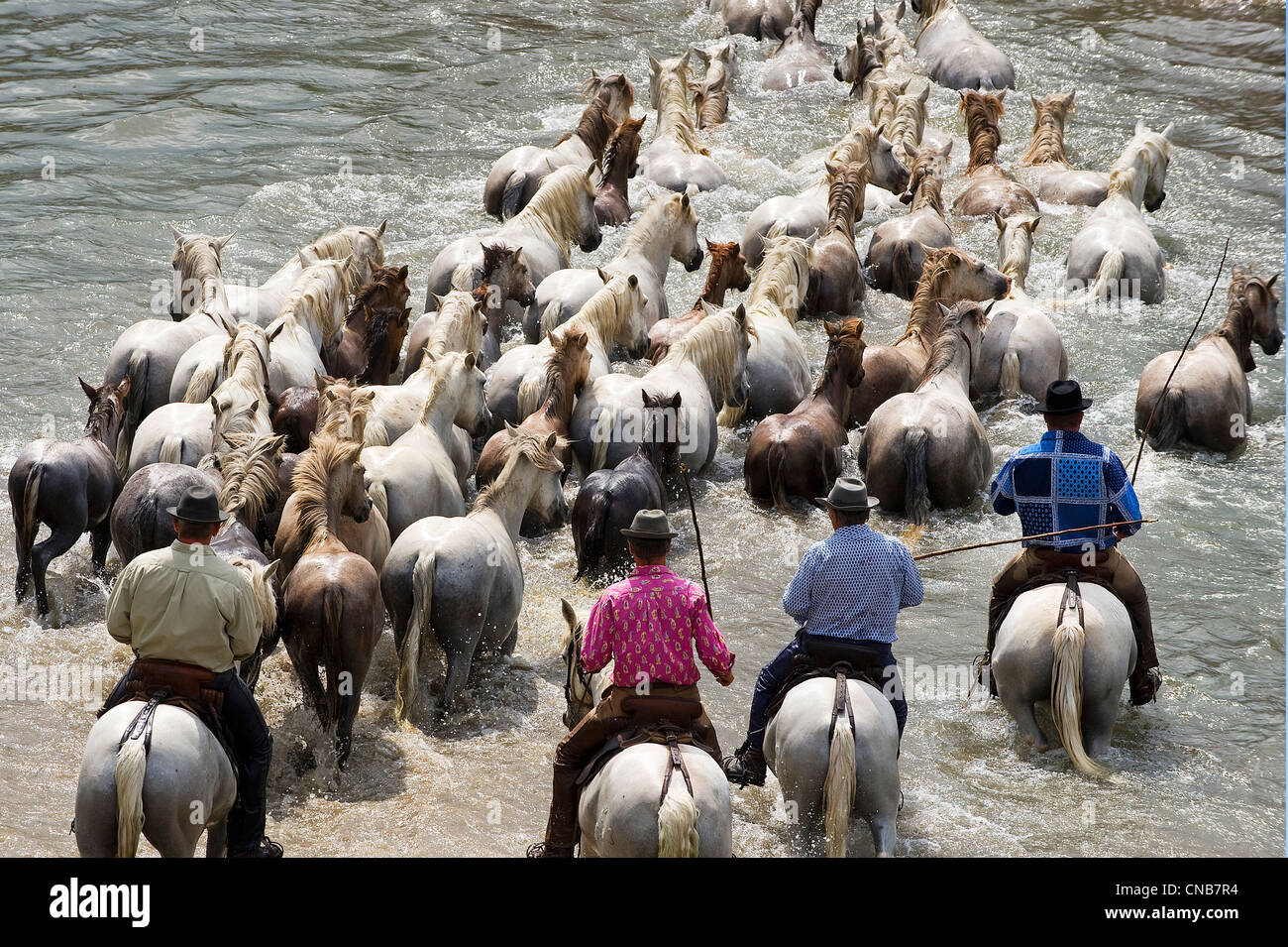Frankreich, Gard, Sommieres, einem Blick besteht für die Gardians, die lokale Cowboys zu Escort Stiere und Pferde über einen Fluss oder eine Stockfoto